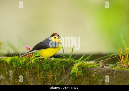 Redstart mit Kragen ((Myioborus torquatus) Stockfoto