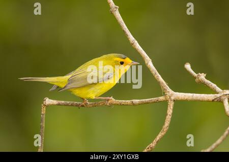 Wilson's Warbler (Cardellina Pusilla) Stockfoto