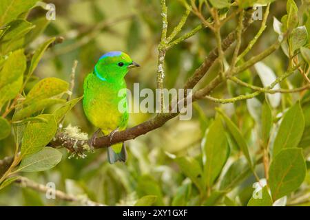 Goldbraune Chlorophonie (Chlorophonia callophrys) Stockfoto