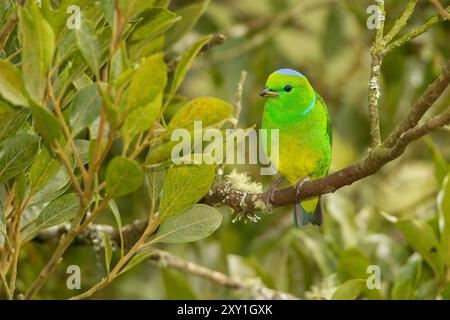 Goldbraune Chlorophonie (Chlorophonia callophrys) Stockfoto