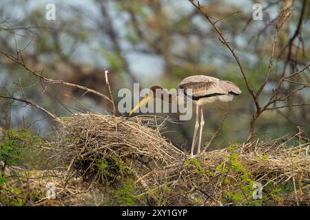 Gemalter Storch (Mycteria leucpcephala) juvenil auf einem Nest Stockfoto