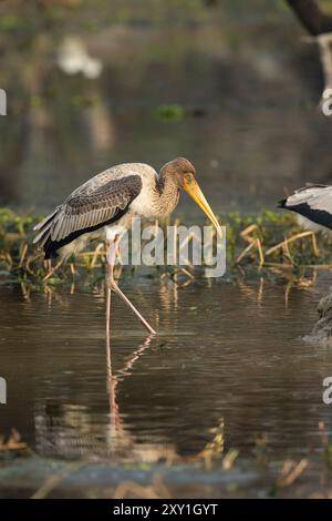 Painted Storch (Mycteria leucpcephala) juvenile Wattierung Stockfoto