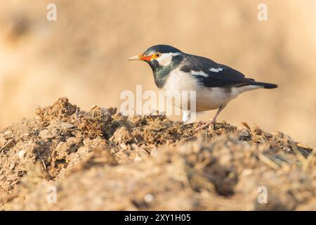 Asiatischer Rattenstarling (Gracupica contra) Stockfoto