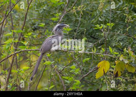 Indischer Grauhornschnabel (Ocyceros birostris) Stockfoto