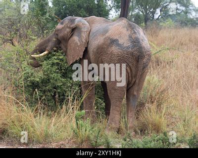 Afrikanischer Elefant (Loxodonta africana) in der Nähe von Murchison Falls, Uganda, der sich von Büschen ernährt Stockfoto