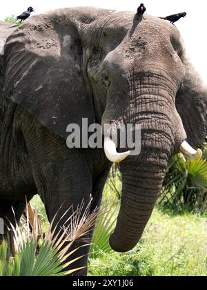 Afrikanischer Elefant (Loxodonta africana) mit Vögeln auf dem Kopf, Murchison Falls National Park, Uganda Stockfoto