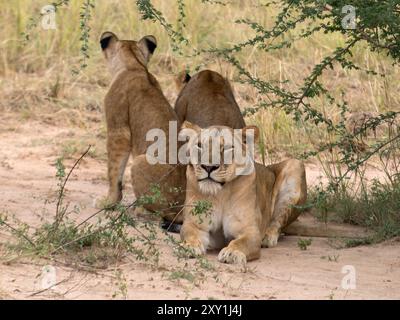 Afrikanischer Löwe (Panthera leo) Female, Murchison Falls National Park, Uganda Stockfoto