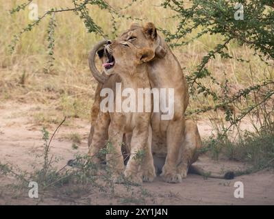 Afrikanischer Löwe (Panthera leo) weiblich, mit Spurhalsband und 2 Jungen Murchison Falls National Park, Uganda Stockfoto