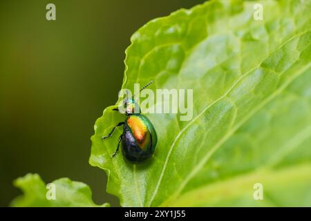 Grüner Dockkäfer, gastrophysa viridula-Insekt, der auf Blatt sitzt. Hintergrund für Makrotiere Stockfoto