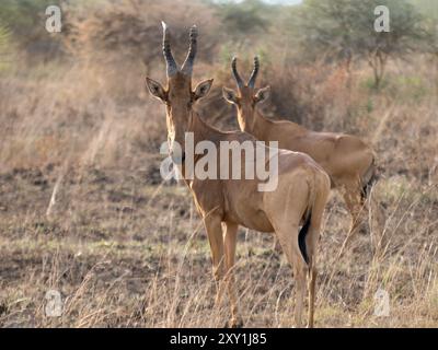 Jacksons Hartebeest (Alcelaphus buselaphus lelwel) steht im Grasland, Murchison Falls National Park, Uganda Stockfoto