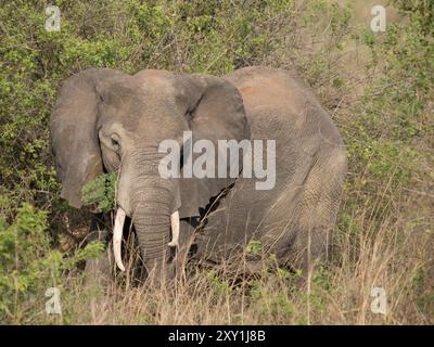 Afrikanischer Elefant (Loxodonta africana) Murchison Falls National Park, Uganda Stockfoto