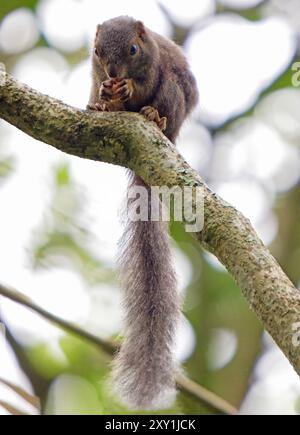 Red Flying Eichhörnchen (Anomalurus fulgens), das in Bäumen sitzt und Früchte ernährt, Bigodi Wetland Sanctuary, Magombe Swamp, West Uganda Stockfoto