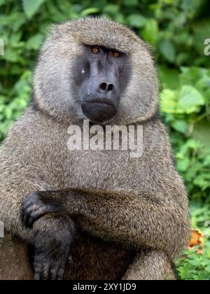 Olive Pavian (Papio anubis) Male, sitzend, Murchison Falls National Park, Uganda Stockfoto