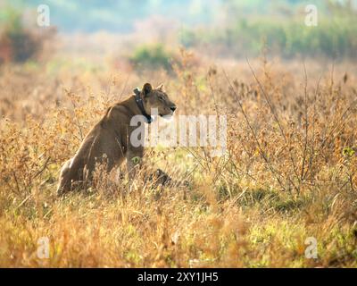 Afrikanischer Löwe (Panthera leo), weiblich im Grasland, Queen Elizabeth National Park, Uganda Stockfoto