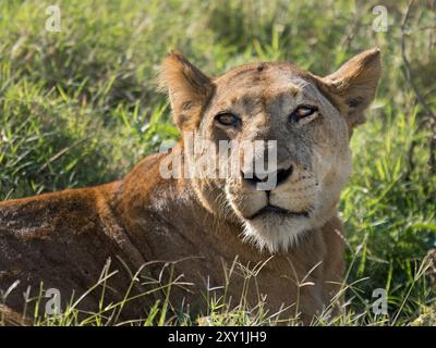 Afrikanischer Löwe (Panthera leo) Weibchen im Grasland, Queen Elizabeth National Park, Uganda Stockfoto