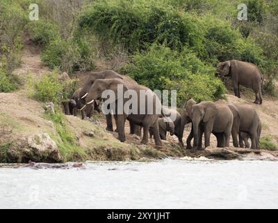 Afrikanische Elefanten (Loxodonta africana) Familienherde am Ufer des Wassers, Kazinga Channel, Queen Elizabeth National Park, Uganda Stockfoto