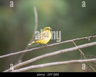 Kanarienvogel (Crithagra mozambica) mit gelbem Frontseite auf einem Zweig, Queen Elizabeth National Park, Uganda Stockfoto