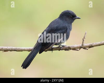 Der Northern Black Flycatcher (Melaenornis edolioides) liegt auf einem Zweig im Queen Elizabeth National Park, Uganda Stockfoto