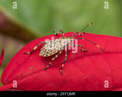 Schild Bug (Hemiptera sp.) Auf rotem Blatt, Queen Elizabeth National Park, Uganda Stockfoto