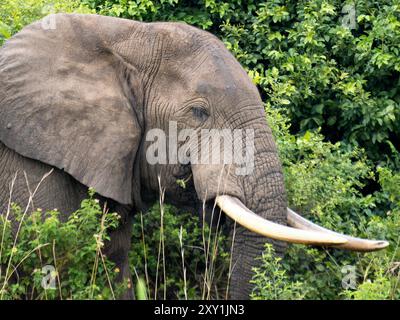 Afrikanischer Elefant (Loxodonta africana), der im Busch lebt, Queen Elizabeth National Park, Uganda Stockfoto