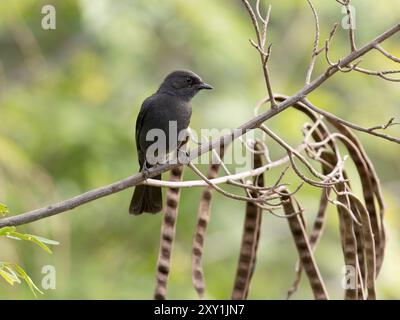 Der Northern Black Flycatcher (Melaenornis edolioides) liegt auf einem Zweig im Queen Elizabeth National Park, Uganda Stockfoto