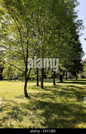 Im Park wachsen Bäume verschiedener Art, im Sommer verschiedene Laubbäume in einem Mischpark Stockfoto