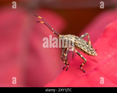 Schild Bug (Hemiptera sp.) Auf rotem Blatt, Queen Elizabeth National Park, Uganda Stockfoto