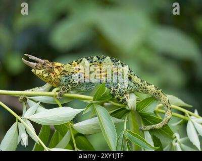 Johnstons Chameleon (Chamaeleo johnstoni) Rwenzori Mountains, Uganda Stockfoto