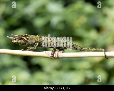 Johnstons Chameleon (Chamaeleo johnstoni) Rwenzori Mountains, Uganda Stockfoto