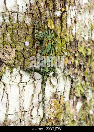 Johnstons Chameleon (Chamaeleo johnstoni) Rwenzori Mountains, Uganda Stockfoto