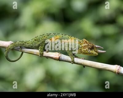 Johnstons Chameleon (Chamaeleo johnstoni) Rwenzori Mountains, Uganda Stockfoto