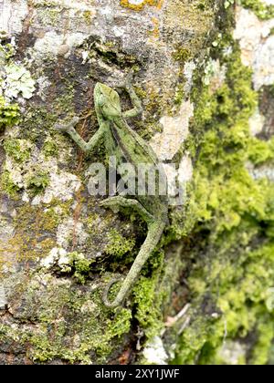 Ruwenzori seitlich gestreiftes Chamäleon (Trioceros rudis), das auf Ast in den Rwenzori Mountains, Uganda, ruht Stockfoto