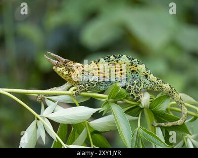 Johnstons Chameleon (Chamaeleo johnstoni) Rwenzori Mountains, Uganda Stockfoto