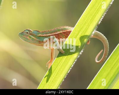 Ruwenzori-Chamäleon (Trioceros rudis), das auf Schilfgras klettert, Rwenzori Mountains, Uganda Stockfoto