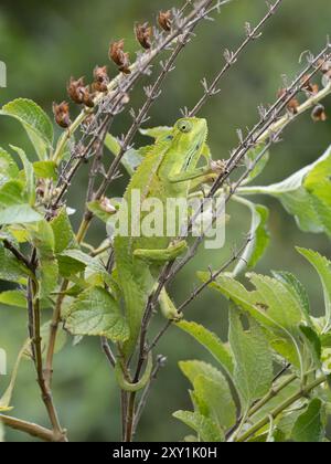 Ruwenzori seitlich gestreiftes Chamäleon (Trioceros rudis), das auf Ast in den Rwenzori Mountains, Uganda, ruht Stockfoto