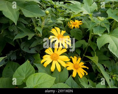 Afrikanische Daisy Flowers (Osteospermum sp) in den Rwenzori Mountains, Uganda Stockfoto