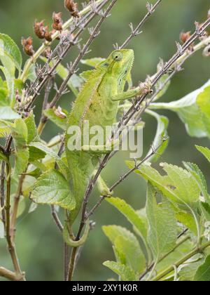 Ruwenzori seitlich gestreiftes Chamäleon (Trioceros rudis), das auf Ast in den Rwenzori Mountains, Uganda, ruht Stockfoto