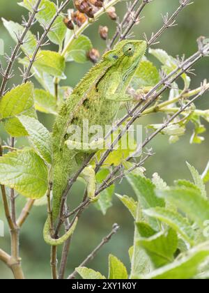 Ruwenzori seitlich gestreiftes Chamäleon (Trioceros rudis), das auf Ast in den Rwenzori Mountains, Uganda, ruht Stockfoto