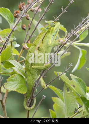 Ruwenzori seitlich gestreiftes Chamäleon (Trioceros rudis), das auf Ast in den Rwenzori Mountains, Uganda, ruht Stockfoto