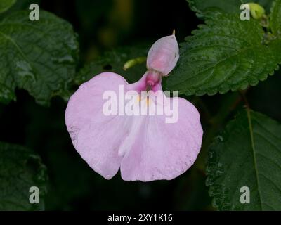 Orchideenblume (Impatiens sp) Rwenzori Mountains, Uganda Stockfoto