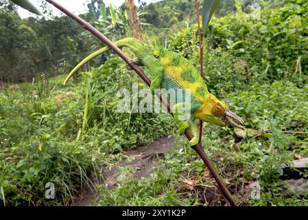 Johnstons Chameleon (Chamaeleo johnstoni) Rwenzori Mountains, Uganda Stockfoto