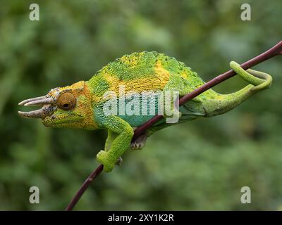 Johnstons Chameleon (Chamaeleo johnstoni) Rwenzori Mountains, Uganda Stockfoto