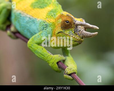 Johnstons Chameleon (Chamaeleo johnstoni) Rwenzori Mountains, Uganda Stockfoto