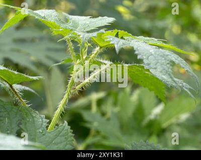 Nahaufnahme von Blättern und Stielen mit stechenden Haaren (Urtica dioica) Rwenzori Mountains, Uganda Stockfoto