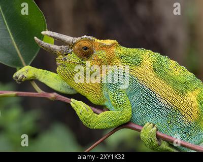 Johnstons Chameleon (Chamaeleo johnstoni) Rwenzori Mountains, Uganda Stockfoto