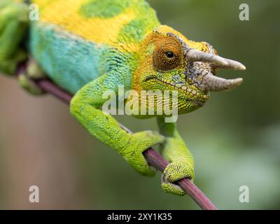 Johnstons Chameleon (Chamaeleo johnstoni) Rwenzori Mountains, Uganda Stockfoto