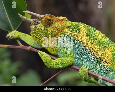 Johnstons Chameleon (Chamaeleo johnstoni) Rwenzori Mountains, Uganda Stockfoto