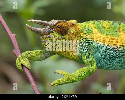 Johnstons Chameleon (Chamaeleo johnstoni) Rwenzori Mountains, Uganda Stockfoto