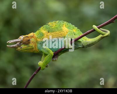 Johnstons Chameleon (Chamaeleo johnstoni) Rwenzori Mountains, Uganda Stockfoto