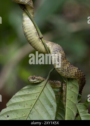 Afrikanische Hairy Bush Viper Snake (Atheris hispida) auf einem Baumzweig im Mityana Forest, Uganda Stockfoto